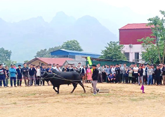 Thi lực sỹ bò.