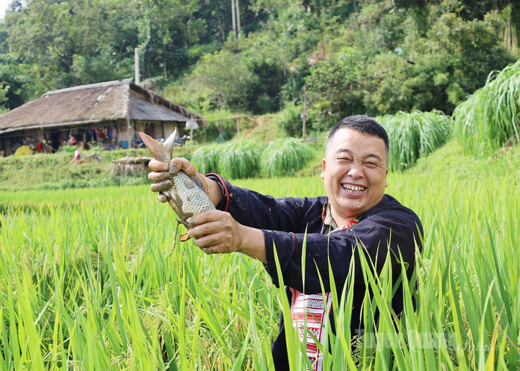 Joy shines on the faces of upland residents as they harvest large, firm-fleshed carp.