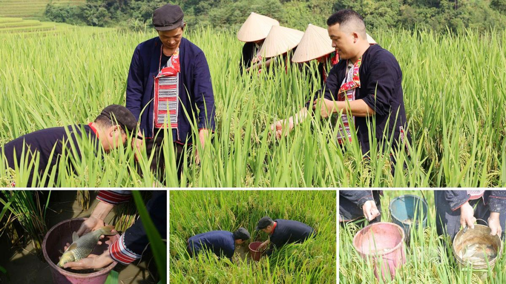 Field carp, with its firm and fragrant meat, is the main ingredient for many of the Dao people’s signature dishes.