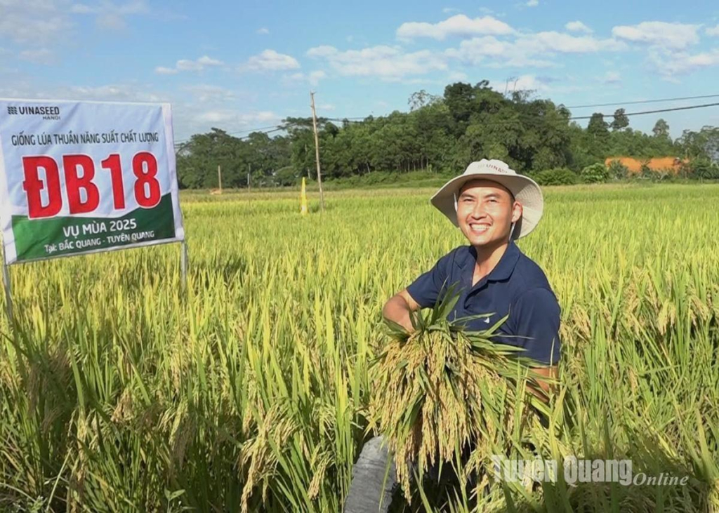 Nông dân xã Bắc Quang vui mừng được mùa lúa thuần năng suất chất lượng