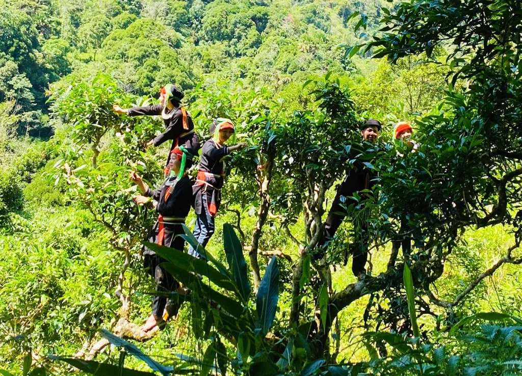 Chè Shan tuyết cổ thụ trên dãy Tây côn Lĩnh là một trong những đặc sản nức tiếng của Tuyên Quang 