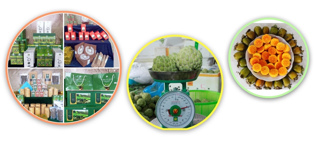 Nhiều nông sản chất lượng cao được “chắp cánh” từ các chương trình, dự án hỗ trợ.   