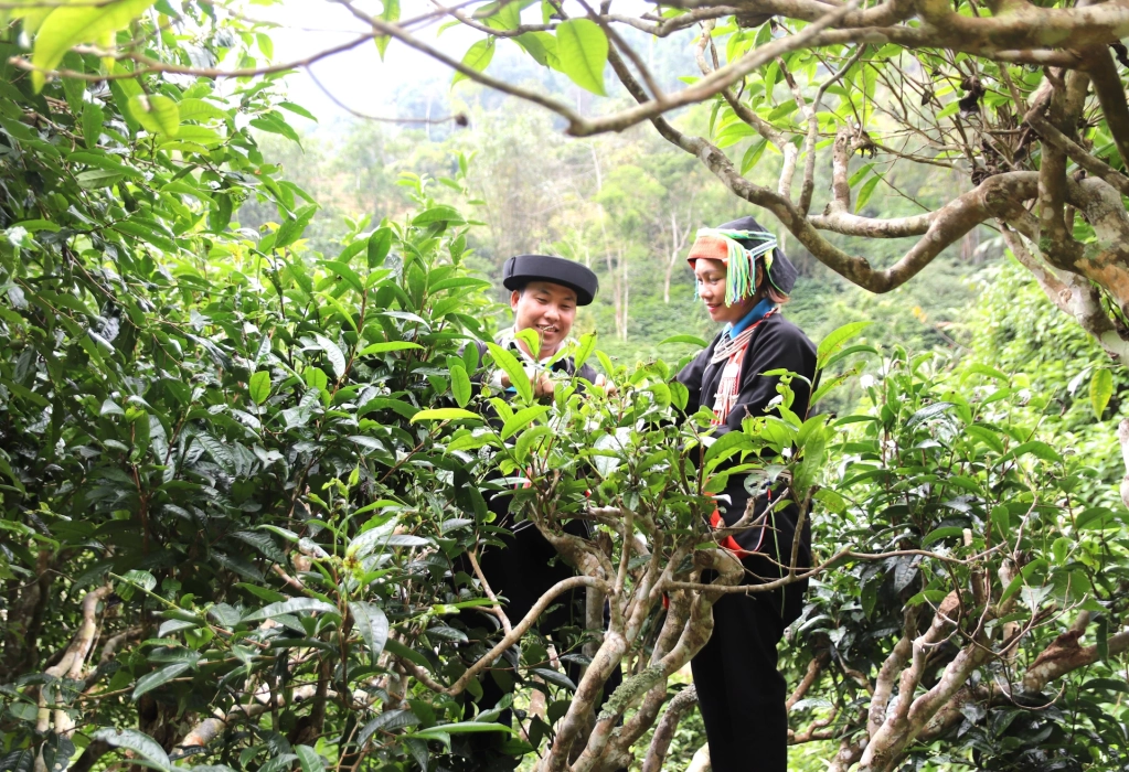 Người dân Hoàng Su Phì thu hoạch chè Shan tuyết.