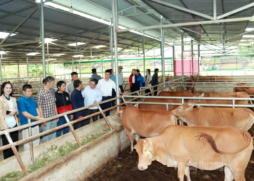 Mô hình nuôi bò vỗ béo bằng công nghệ hiện đại tại HTX Cát Lý, xã Thuận Hòa.