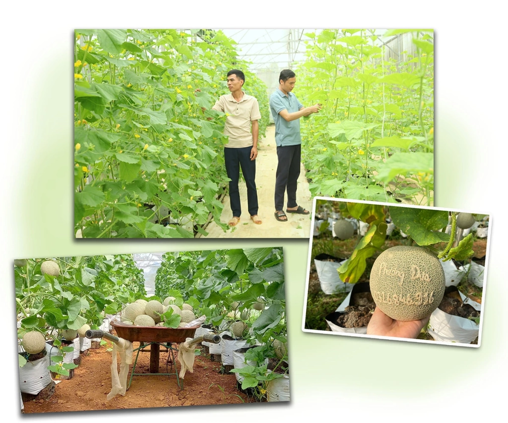 Khu nhà lưới của HTX  Nông nghiệp Tiên Phong là mô hình nông nghiệp thông minh, sử dụng công nghệ tiên tiến.