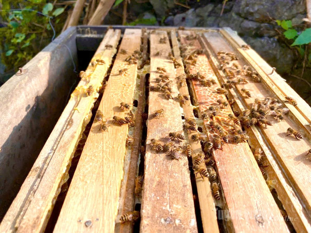 Loài ong mật bản địa nhỏ bé và cần mẫn của miền đá.
