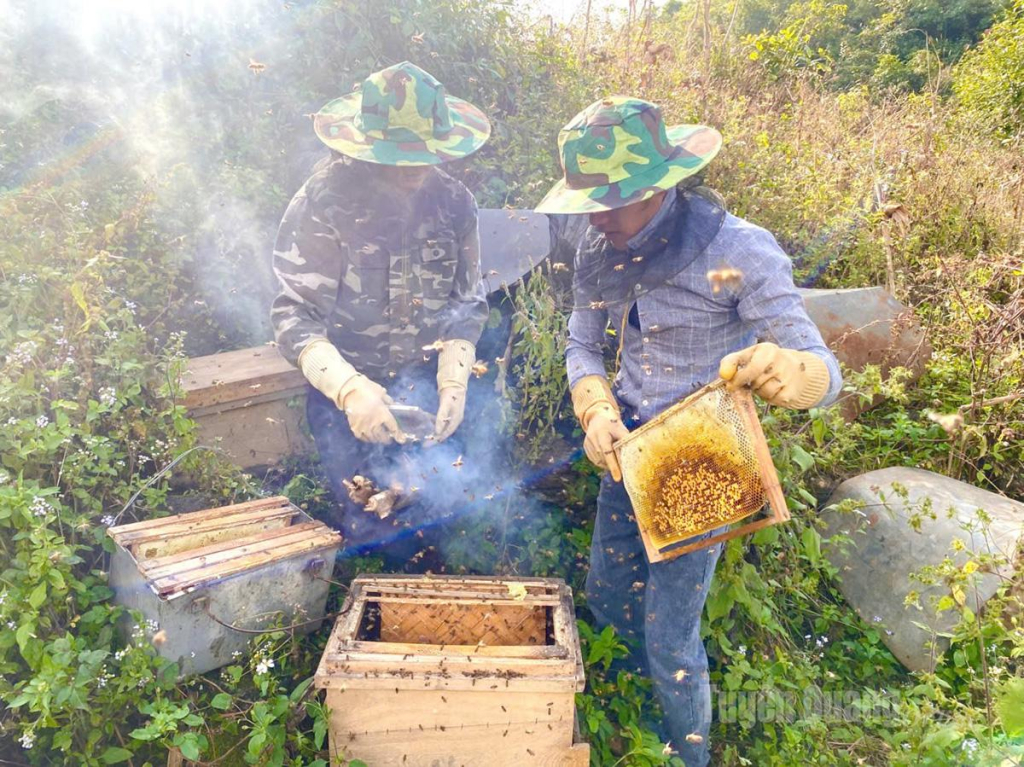 Vùng Cao nguyên đá Đồng Văn hiện có khoảng 50 ngàn đàn ong mật, sản lượng mật hàng năm đạt trên 240 tấn.
