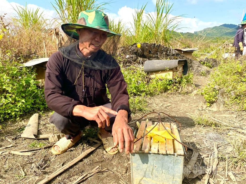 Mỗi lần lấy mật, người nuôi không tránh khỏi những vết đốt như kim châm của loài ong bản địa nhỏ bé.