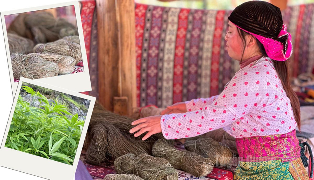 Vang Thi Ly from Sa Tung Chu village (Dong Van commune), said that processing hemp fibers is the most difficult stage, demonstrating the diligence of H’mong women. Short fibers are manually joined by hand into long, continuous threads. This stage can last for weeks. The linen threads are then wound onto spools, ready for weaving.