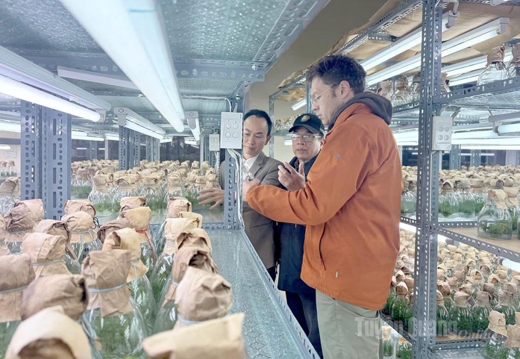 The experts visited a tissue culture seedling production model at the Experimental and Practical Center of Tan Trao University.