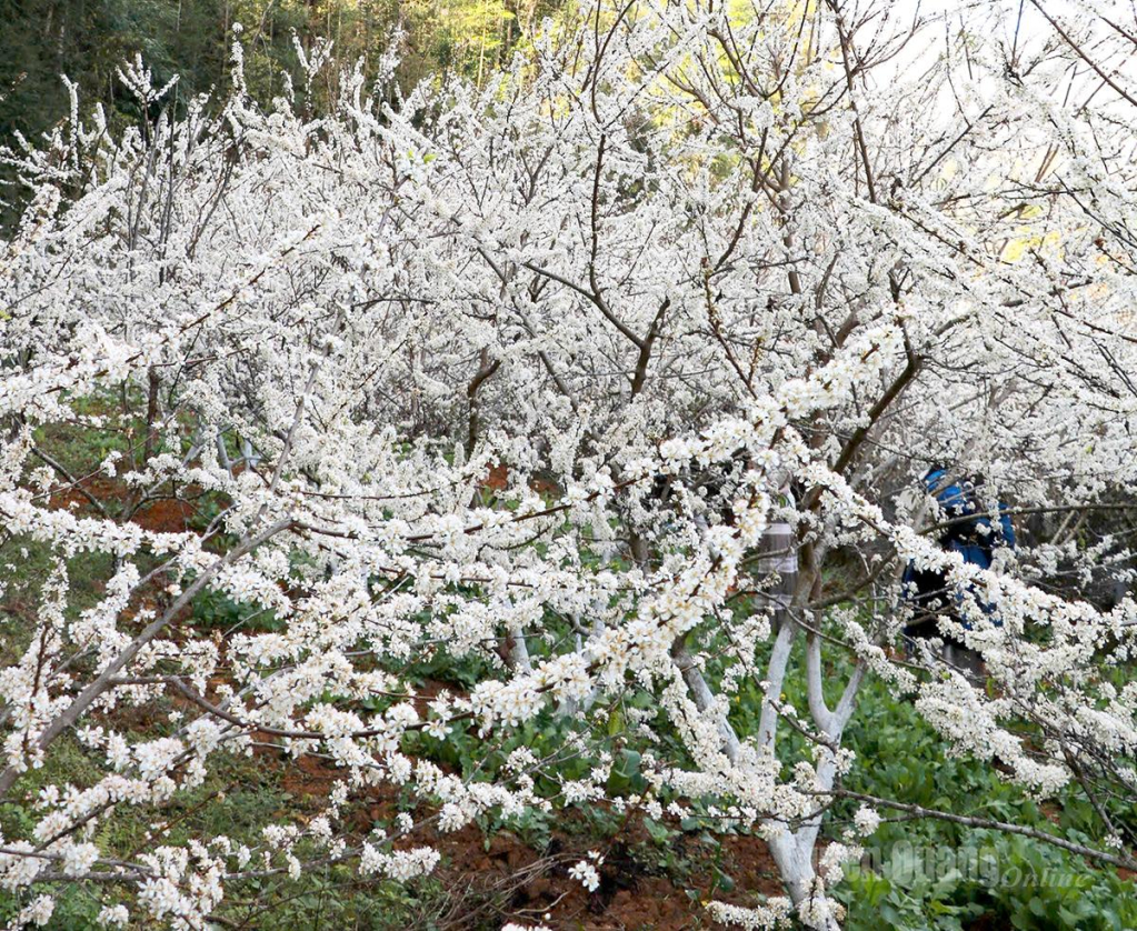 The blooming season of plum flowers often takes place from the end of January to mid-February.
