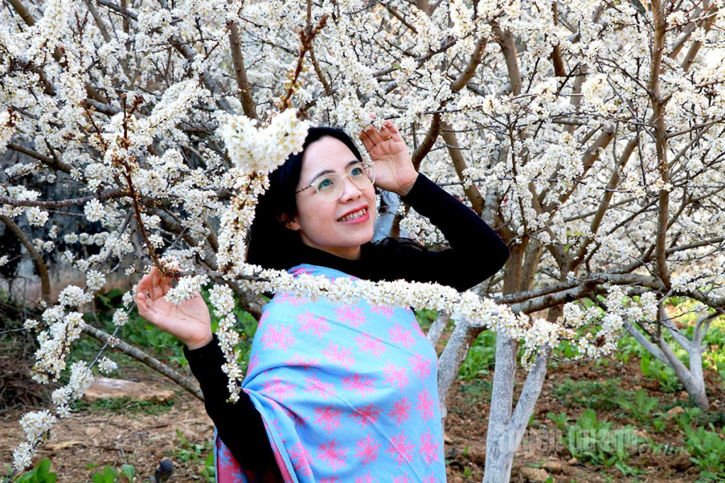 The white hues of early plum blossoms glow brightly, like drifting clouds of mist resting on tree branches – pure and delicate.