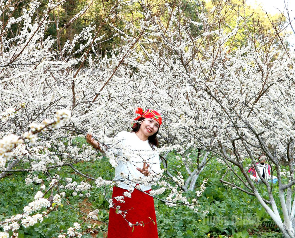 A peaceful scene, with wisps of evening smoke drifting through the pure white plum blossoms in a valley nestled within Quan Din Ngai.
