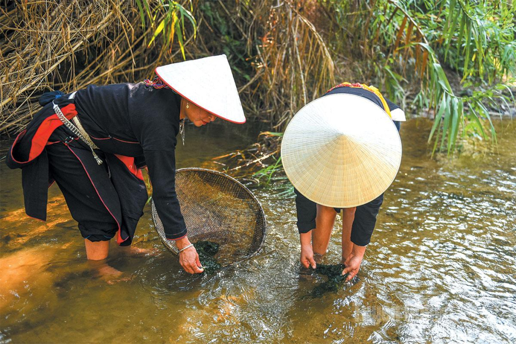 Người dân thu hoạch rêu đá.