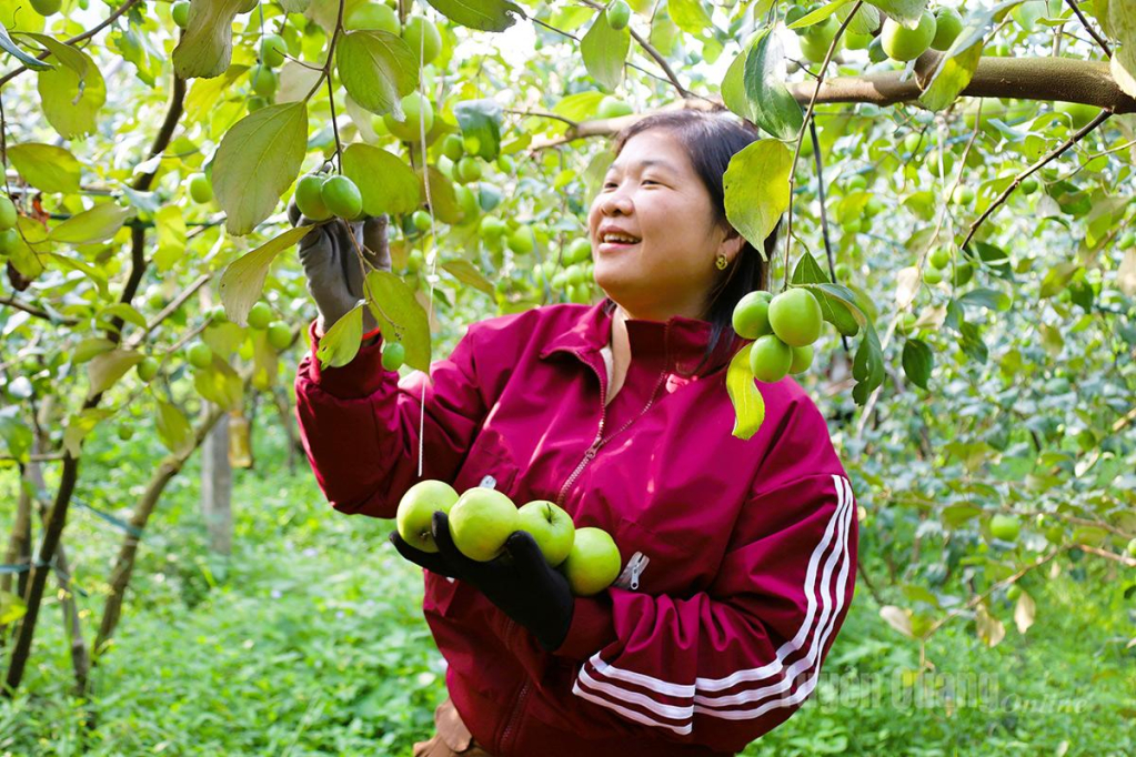 Người dân xã Yên Phú phấn khởi thu hoạch táo, cây trồng chủ lực  mang lại giá trị kinh tế cao cho địa phương.