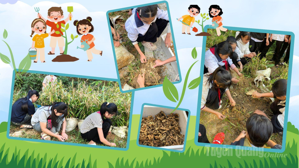 Đội viên một số trường nội trú, bán trú trên địa bàn tỉnh trồng gừng để gây quỹ kế hoạch nhỏ.