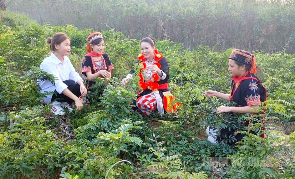Công ty TNHH  Tuệ Tâm phát triển sản phẩm dược liệu đáp ứng nhu cầu chăm sóc sức khỏe người dân.