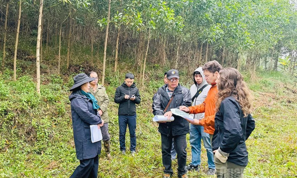 Survey for the implementation of a large-timber plantation improvement project