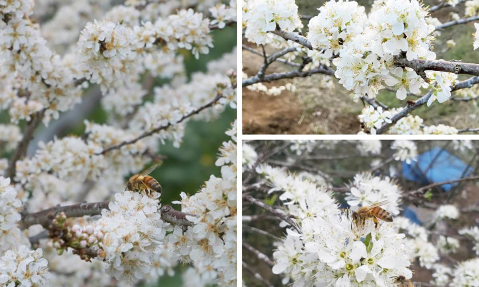 White plum blossoms draw visitors to Quan Din Ngai