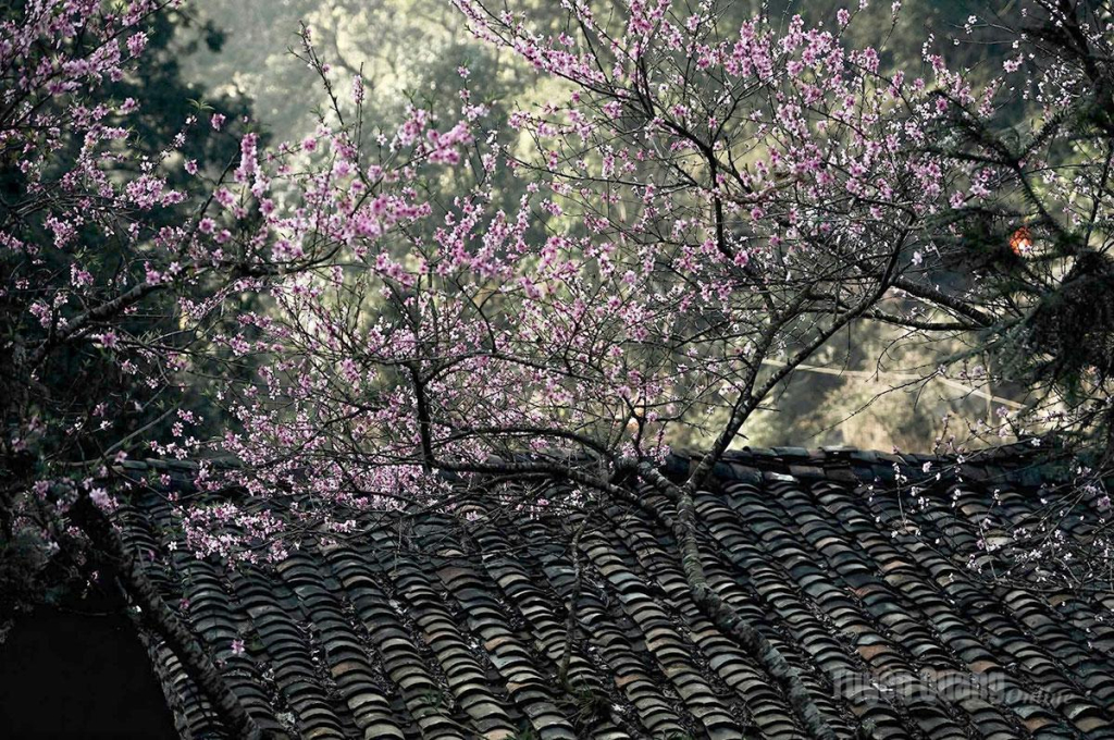 The scenery of Tuyen Quang transforms as spring arrives…