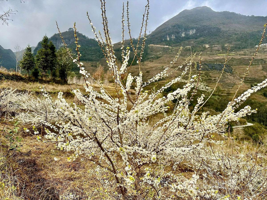 At present, the plum flowers are at their most beautiful stage and are expected to last through the Lunar New Year.