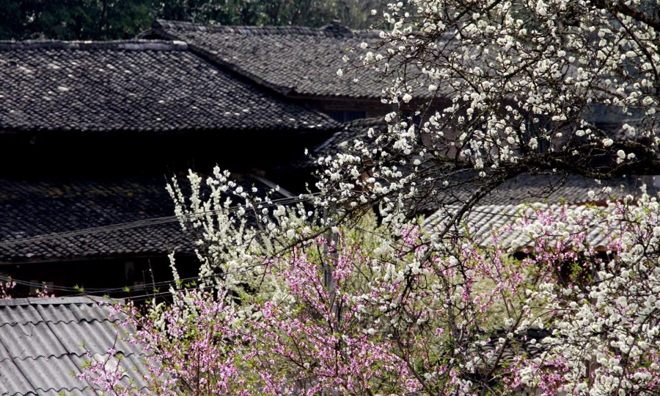 Blossom season revives community tourism in Lao Xa