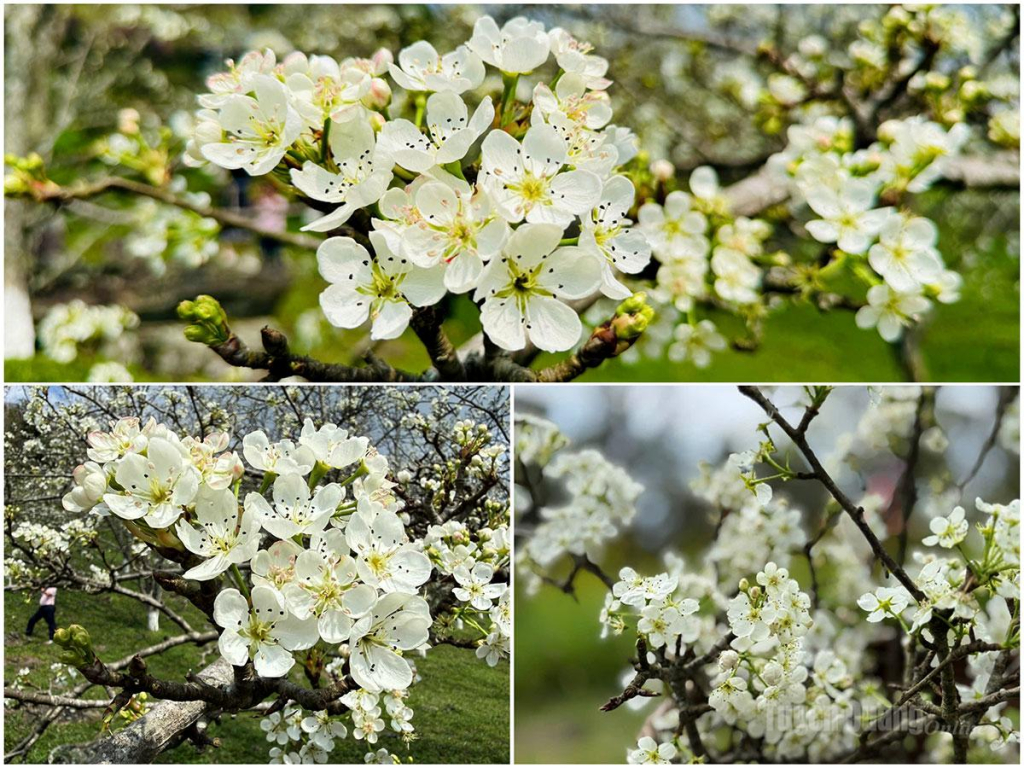 Branches of pristine white pear flowers burst open in the sun and wind, captivating all who behold them.