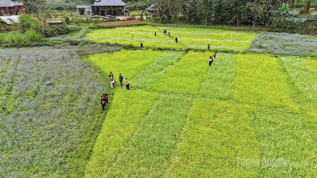 In late February, Ban Bung Valley in Na Hang Commune, Tuyen Quang, glows with the golden hues of mustard flowers, drawing large numbers of tourists eager to check in, explore eco-tourism activities, and capture springtime photographs.