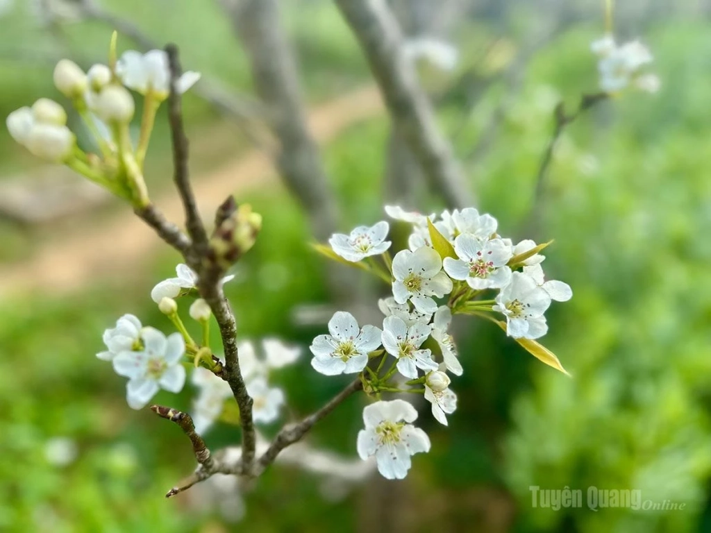 Pure white clusters unfurl gently from tender green buds, as if awakening the clear spring sky.