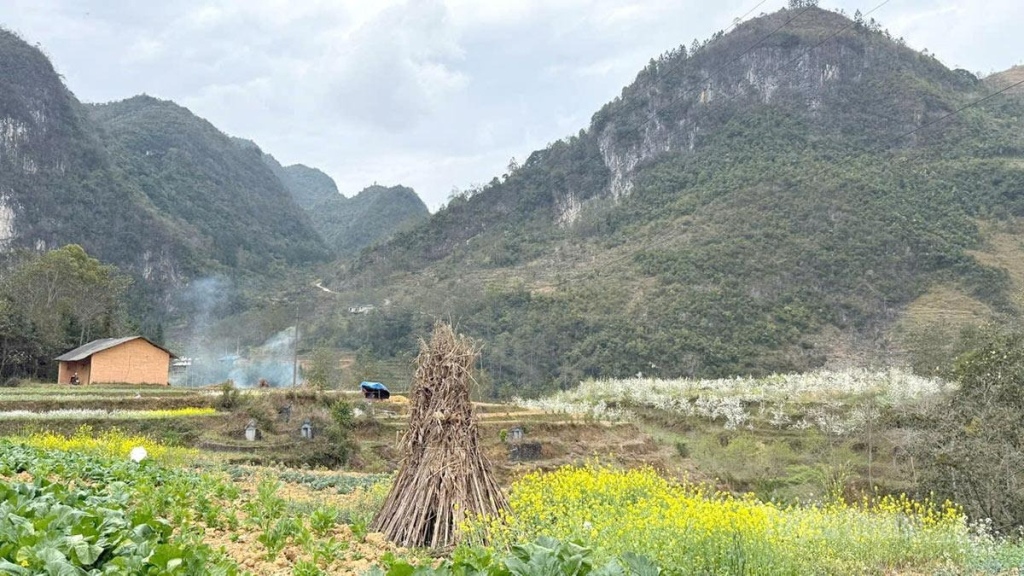 The white of pear blossoms blends with the yellow of mustard flowers against the majestic mountain scenery of Pho Bang.