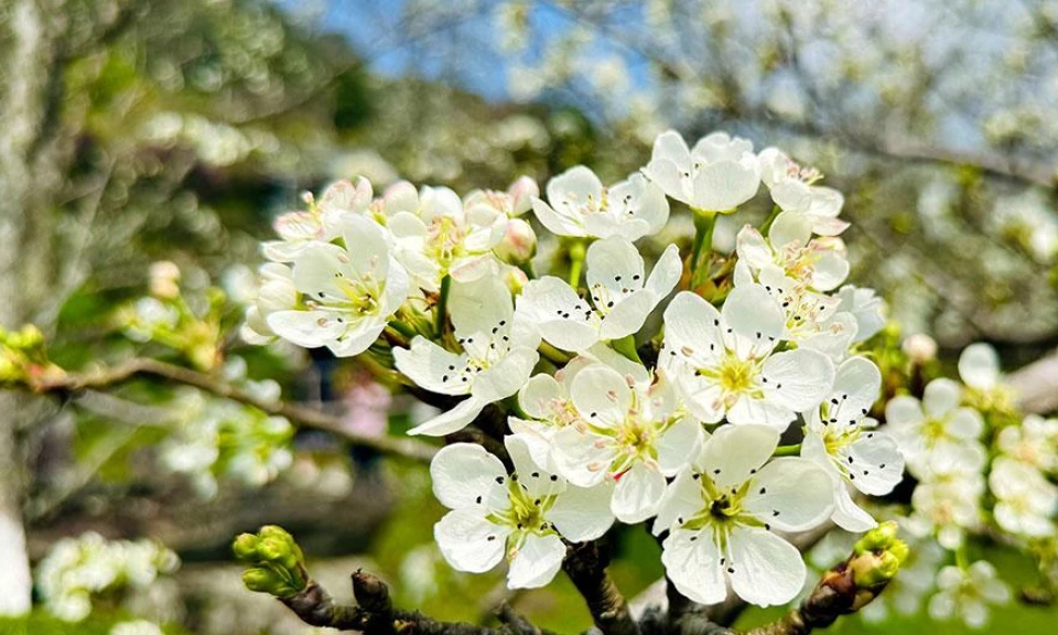 Pear blossom season in Hong Thai