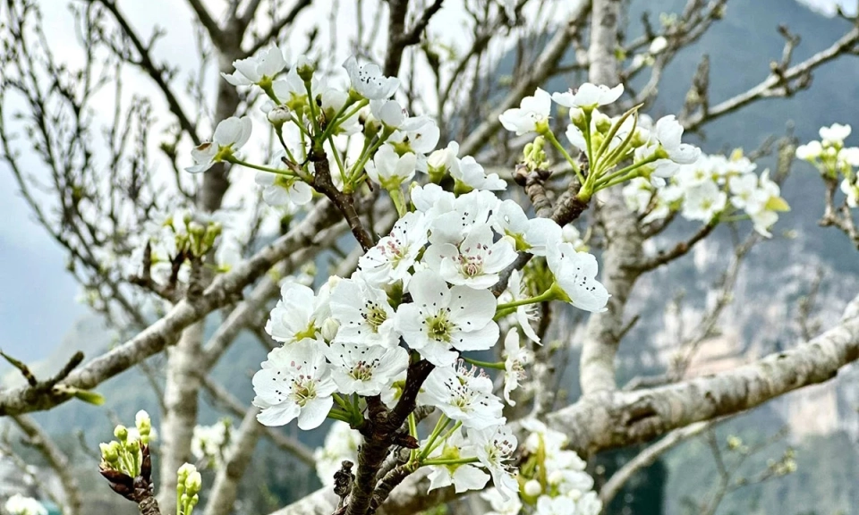 Pho Bang gentle in the white of pear blossoms