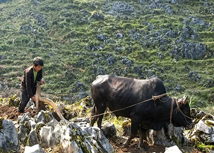 Hmong people in Dong Van commune cultivate crops on rocky fields.