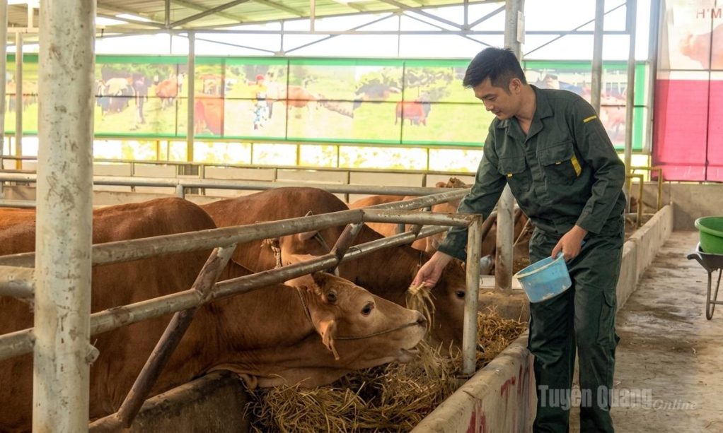 The cattle herd is managed under strict technical procedures at Cat Ly Cooperative.