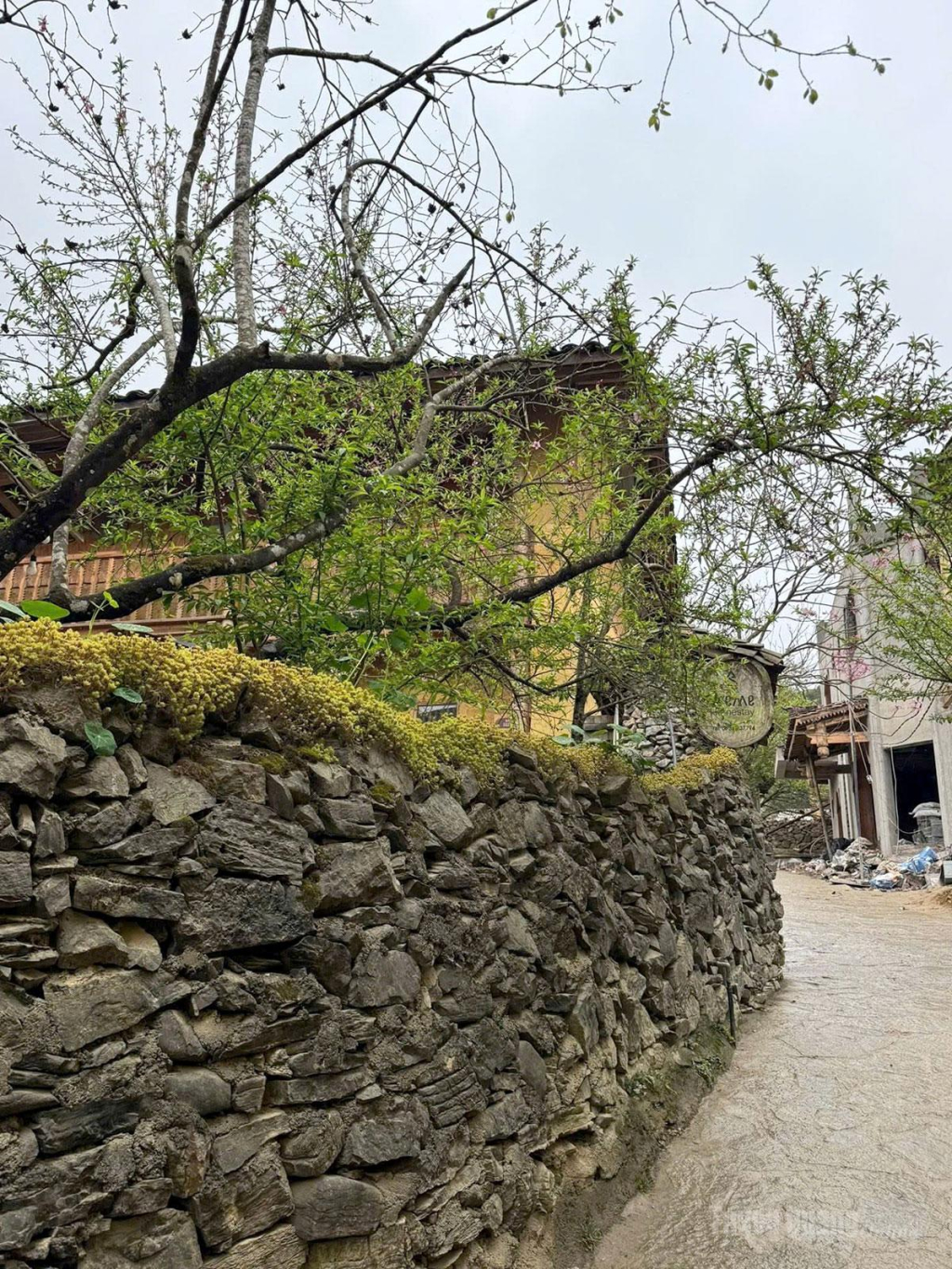 A fence lined with the “most famous persimmon tree in Vietnam,” where every visitor seeks a perfect photo opportunity.