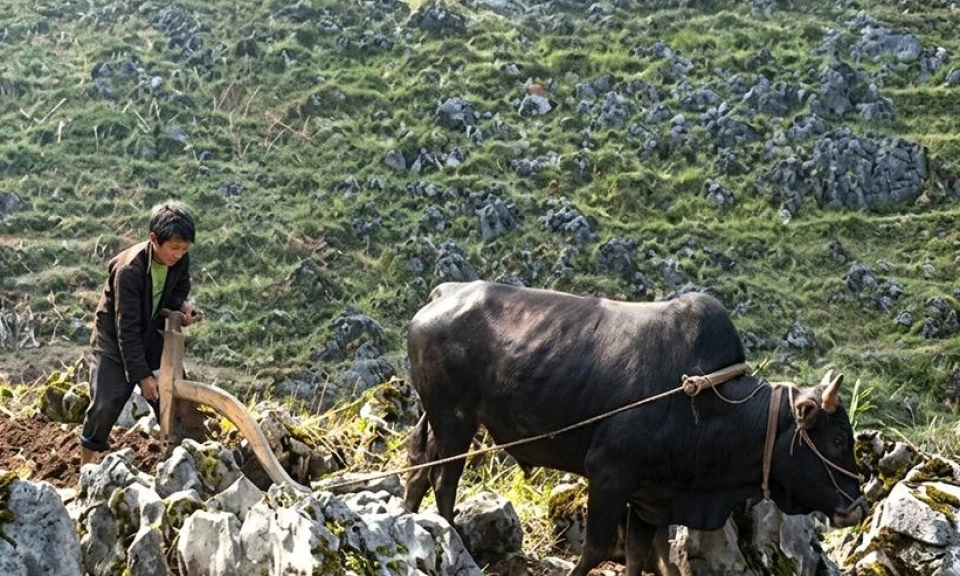 Hmong ethnic people cultivate on rocks: A unique agricultural practice
