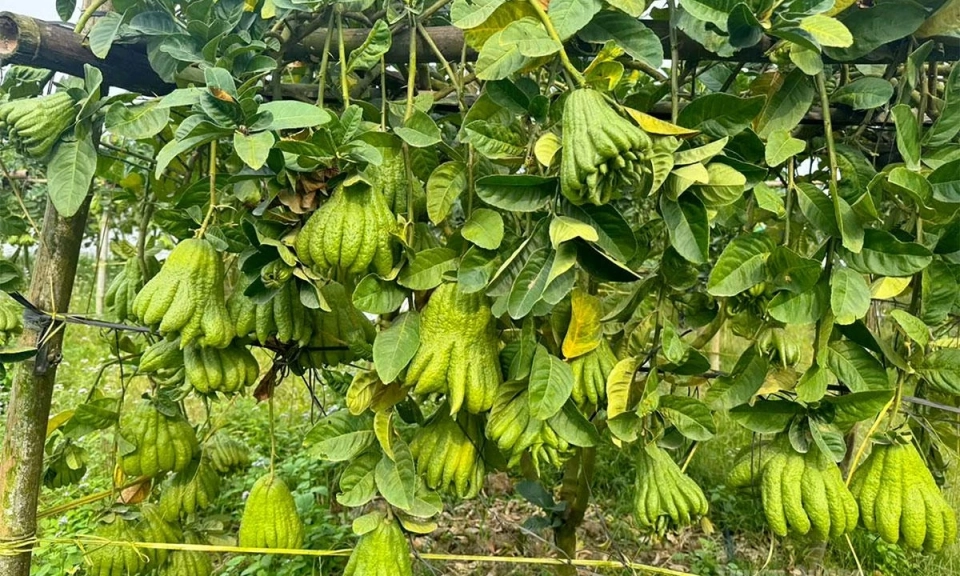 Yen Son develops Buddha&rsquo;s hand citron cultivation model for higher economic returns