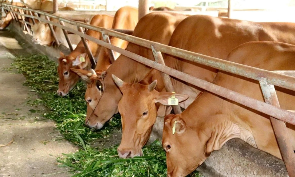 &ldquo;Treasure of the Rocky Highlands&rdquo;: Elevating H&rsquo;Mong yellow cattle to a national brand