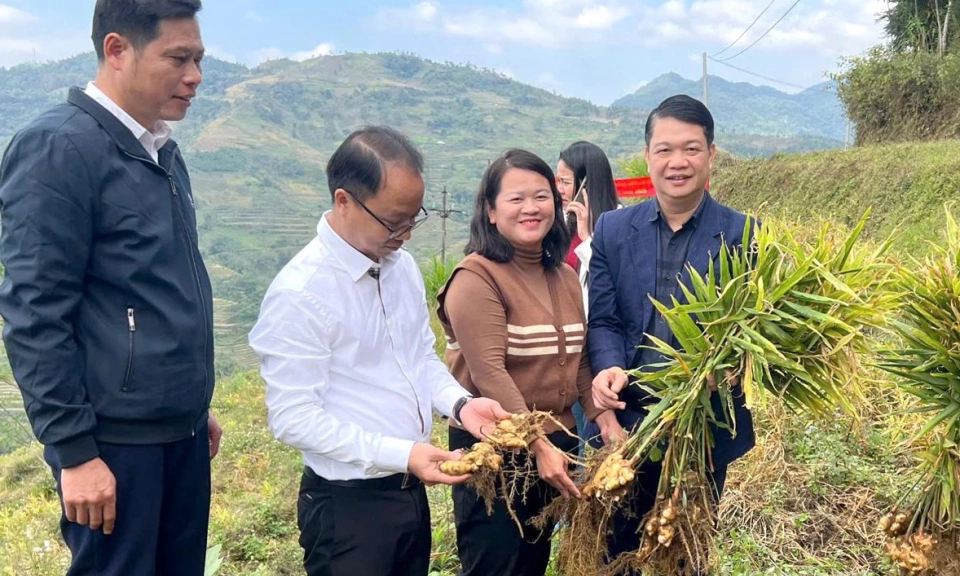 Highland medicinal plants go global