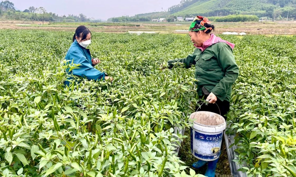 Expanding chili farming model in Lien Minh 2