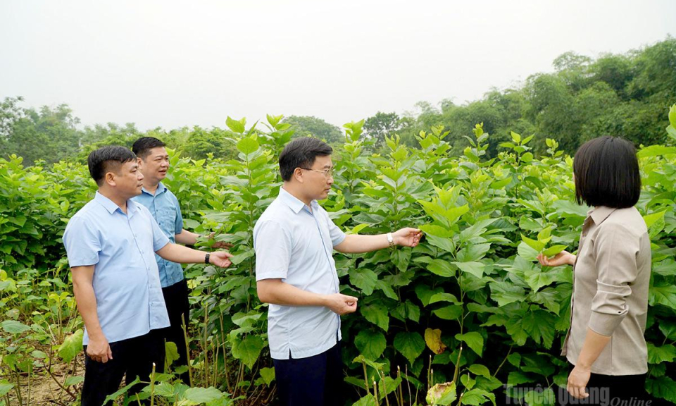 Li&ecirc;n kết trồng d&acirc;u tằm