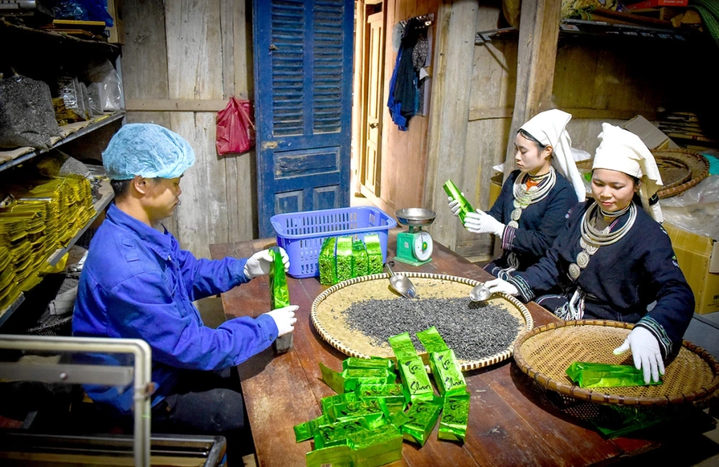 Sản phẩm chè Shan tuyết của HTX Sơn Trà, xã Hồng Thái đạt tiêu chuẩn OCOP 5 sao, đã từng bước khẳng định được vị thế trên thị trường.