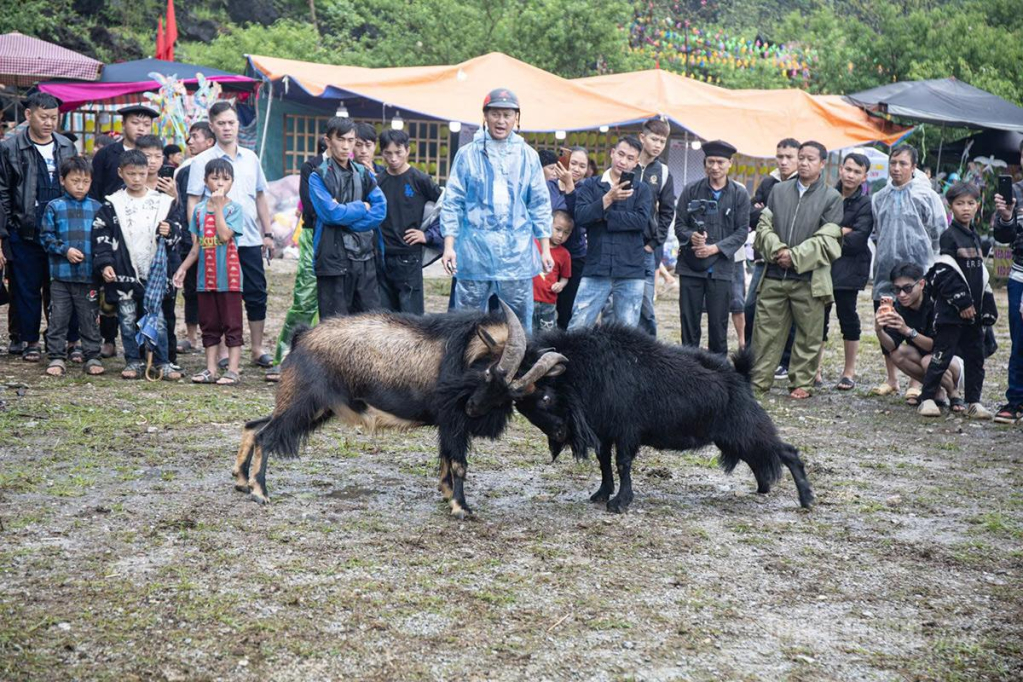 Hội thi chọi dê thu hút đông đảo du khách.