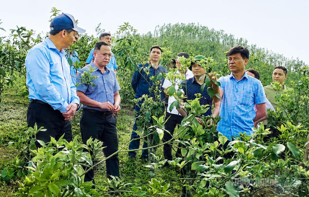 Mô hình trồng cây hồi của anh Nông Văn Thạch được nhiều người đến tham quan và học tập  kinh nghiệm.