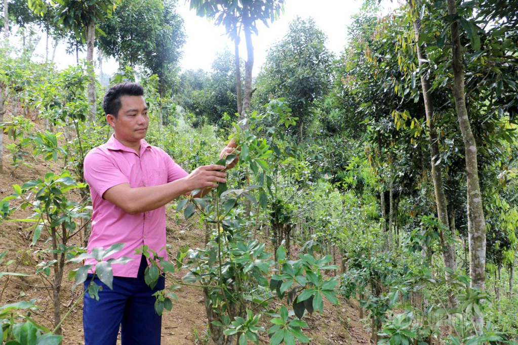 Anh Nông Văn Thạch, thôn Nà Nôm, xã Đường Hồng chăm sóc  cây hồi của gia đình.