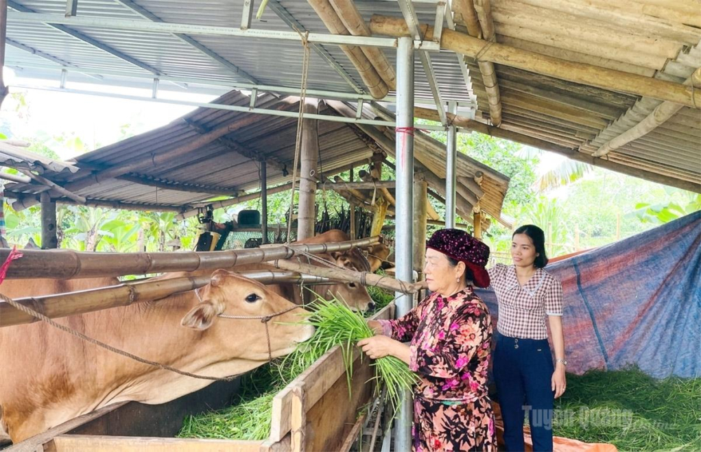 Chị Mã Thị Chúa phát triển chăn nuôi đại gia súc cho thu nhập trên 150 triệu đồng/năm.