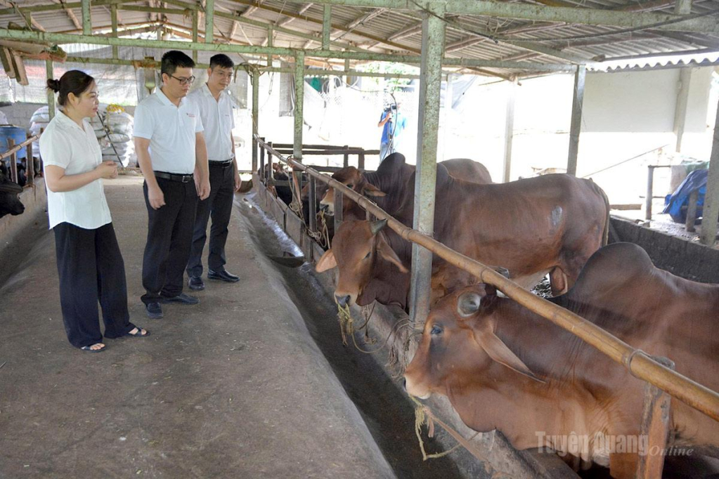 Mô hình chăn nuôi tuần hoàn của Hợp tác xã Hoàng Thức, xã Yên Nguyên bước đầu  giảm thiểu tác động đến môi trường. 