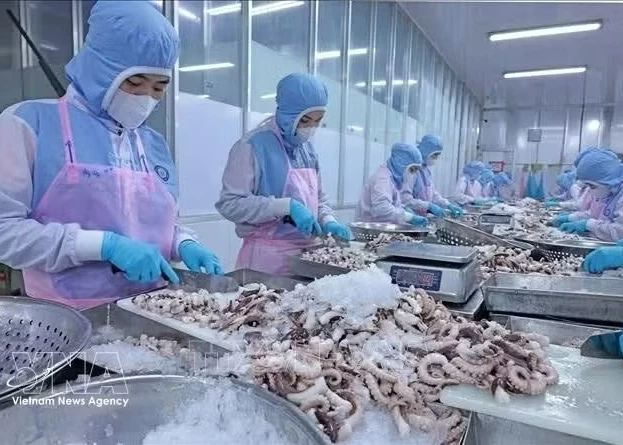 Workers process octopus for export to the Japanese market at Huy Nam Company in An Giang (Photo: VNA)