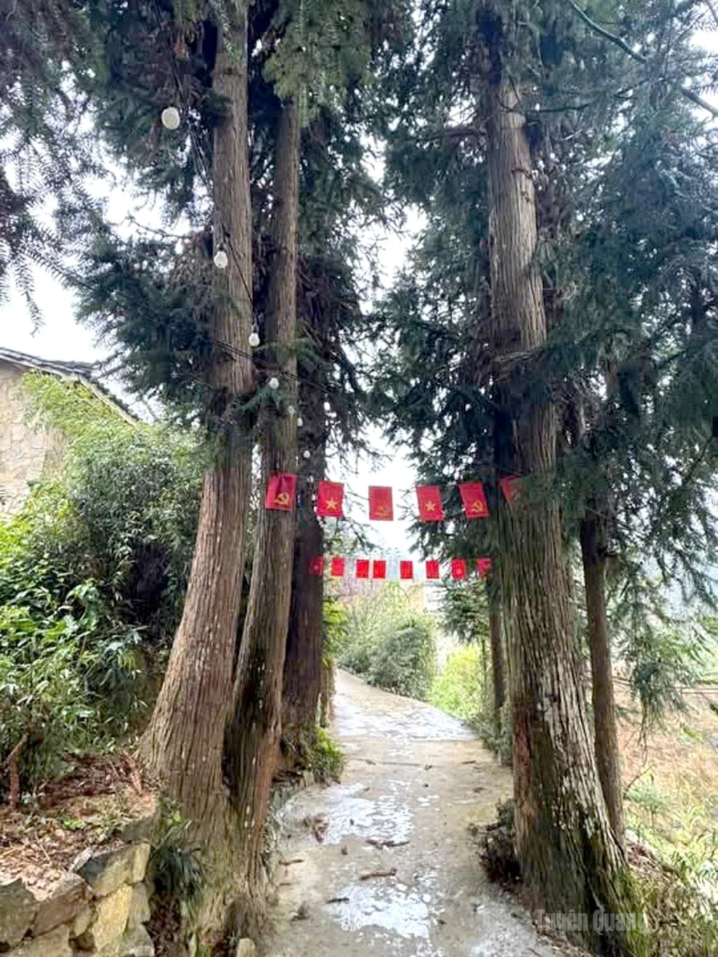 Rows of ‘sa moc’ trees stand as symbols of the enduring vitality of the rocky plateau.
