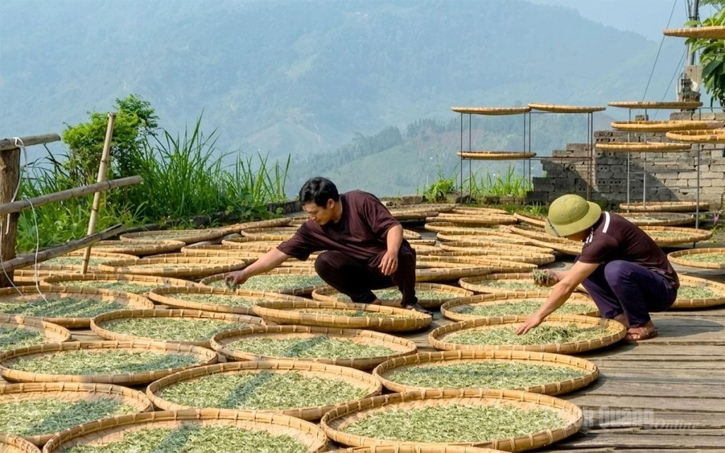 After harvesting, the tea leaves are dried and processed manually to absorb natural sunlight.